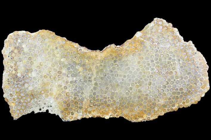 Polished, Fossil Coral Slab - Indonesia #121872